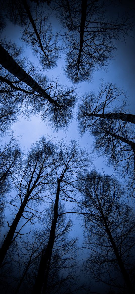 trees, view from below, branches, evening