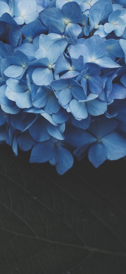 hydrangea, inflorescence, flowering, blue