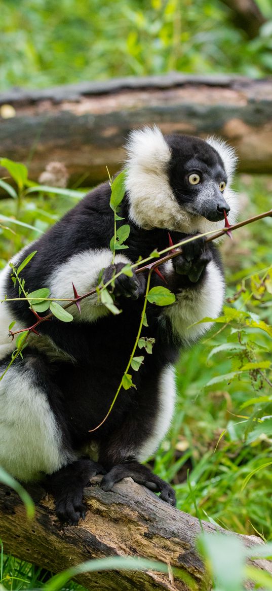 ruffed lemur, lemur, astonishment, branches