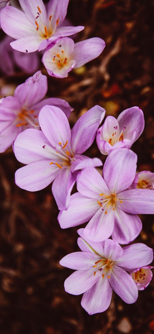 crocus vernus, flower, blooming, garden, pink