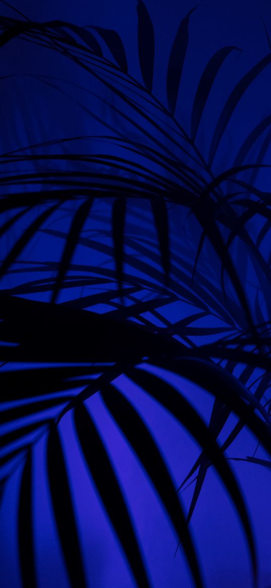 palm tree, silhouettes, leaves, branches
