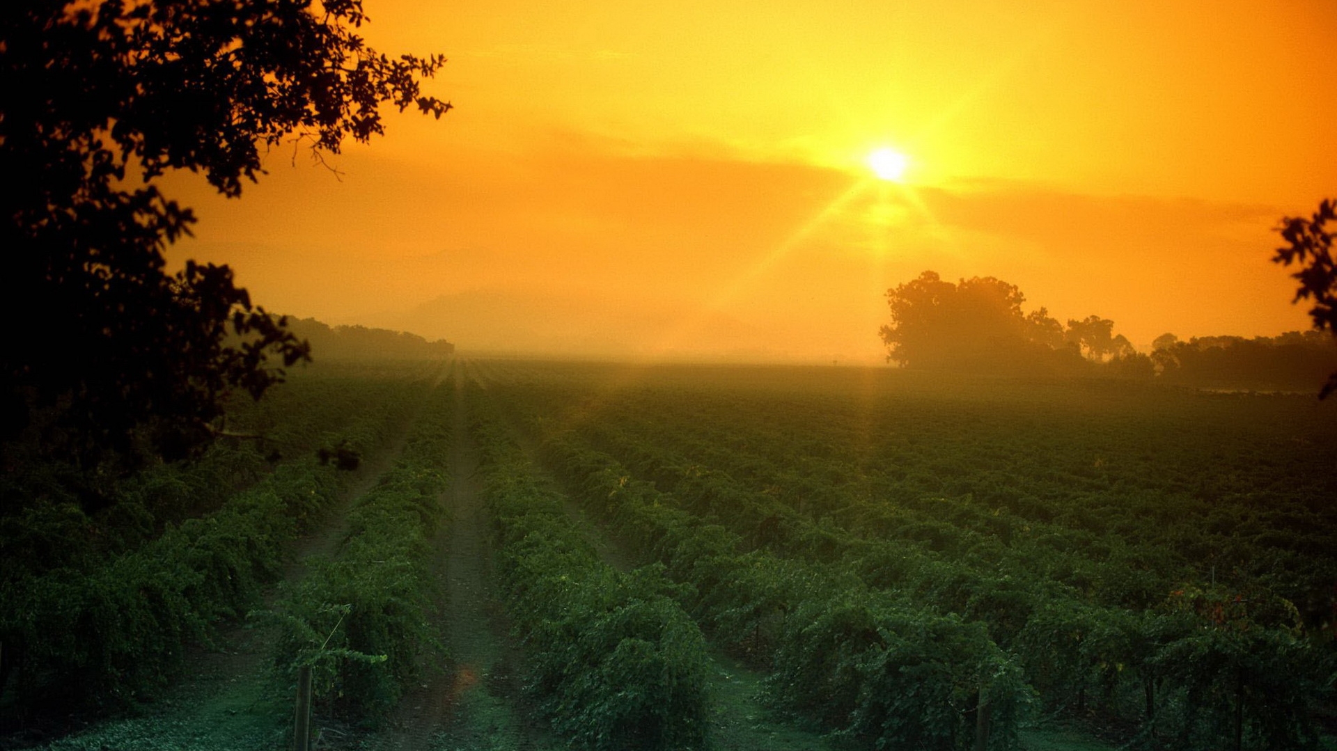 field, dawn, morning, sun, crop, numbers