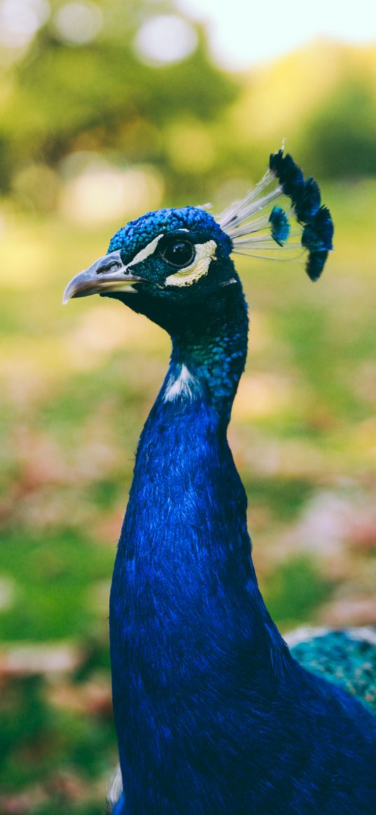 peacock, bird, blue, color, pheasant