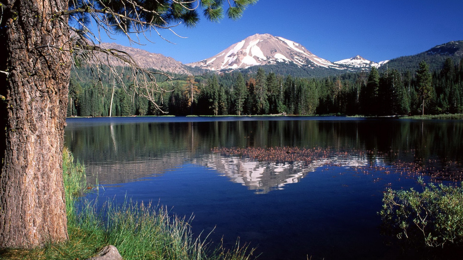 alpes, lake, tree, top