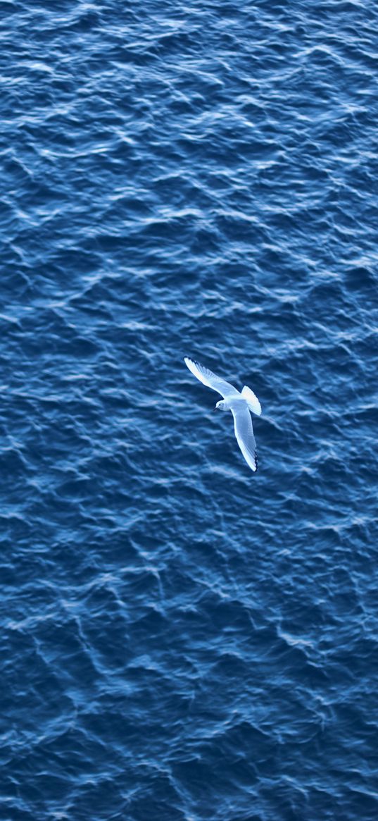 bird, sea, flight, ripple