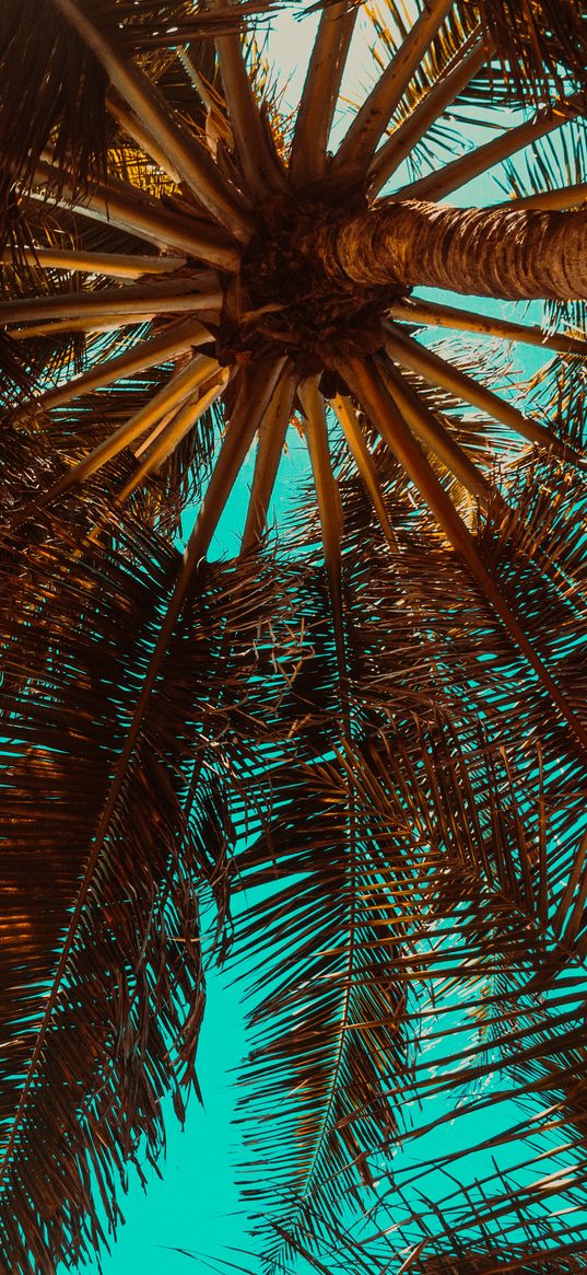 palm tree, branch, tree, tropics, bottom view