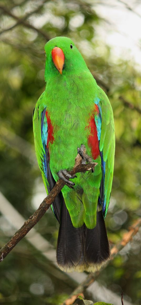 parrot, bird, green, branch, blur