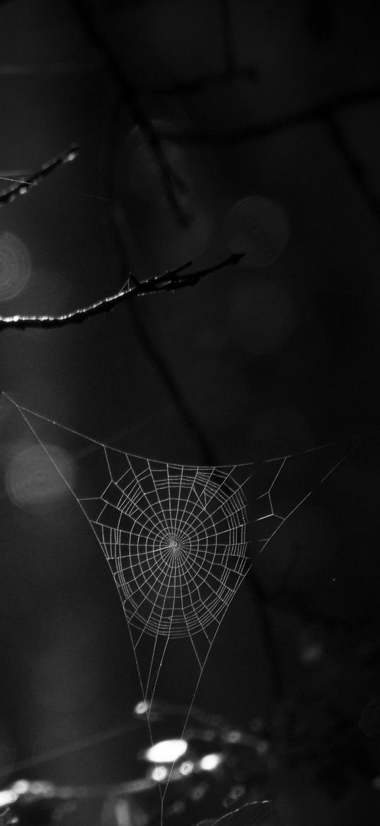 spiderweb, bw, dark, wicker, glare