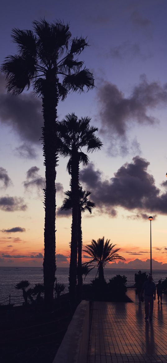 palm trees, embankment, sunset, sea