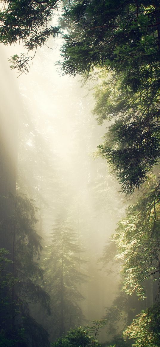 forest, fog, sunlight, trees