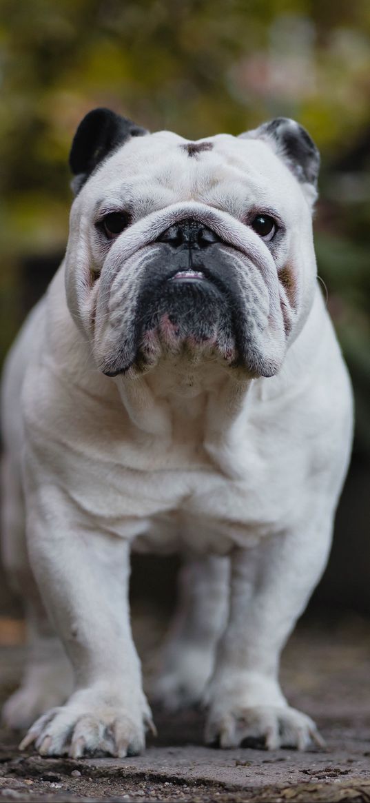 english bulldog, bulldog, dog, serious