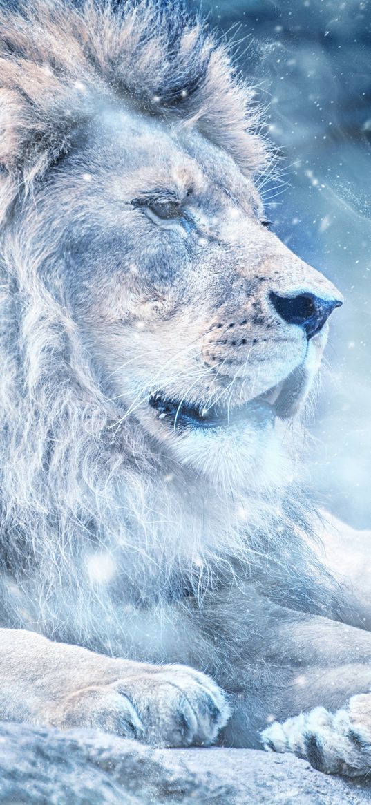 lion, snow, big cat, king of beasts