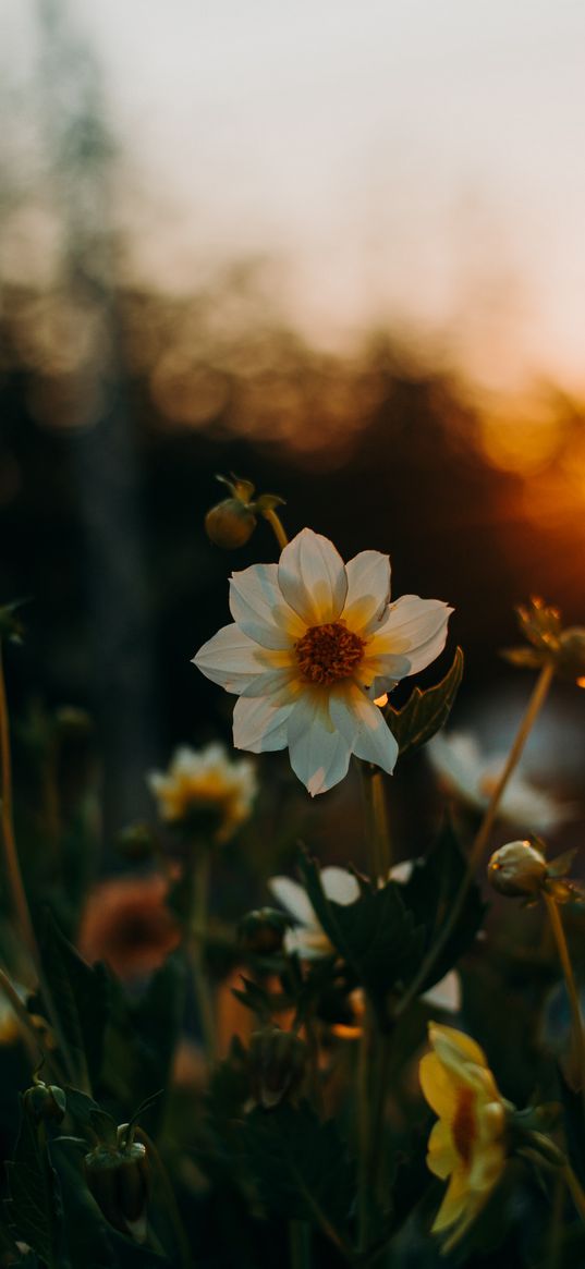 flowers, flowerbed, sunset, blur