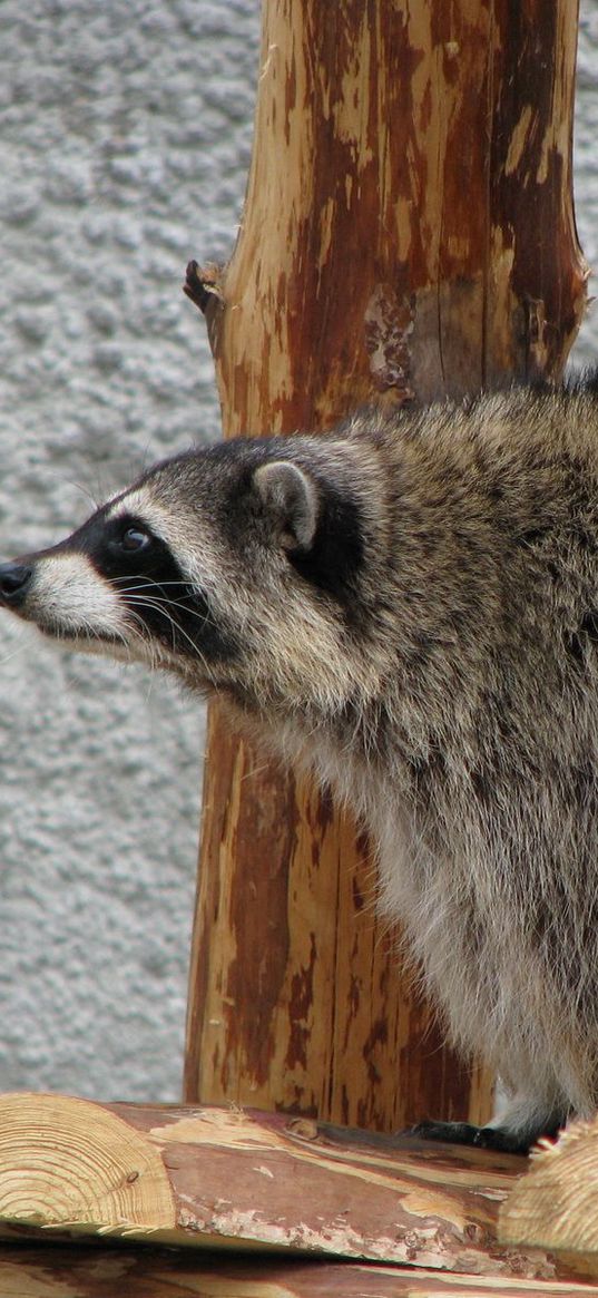 raccoon, curious, sit, watch