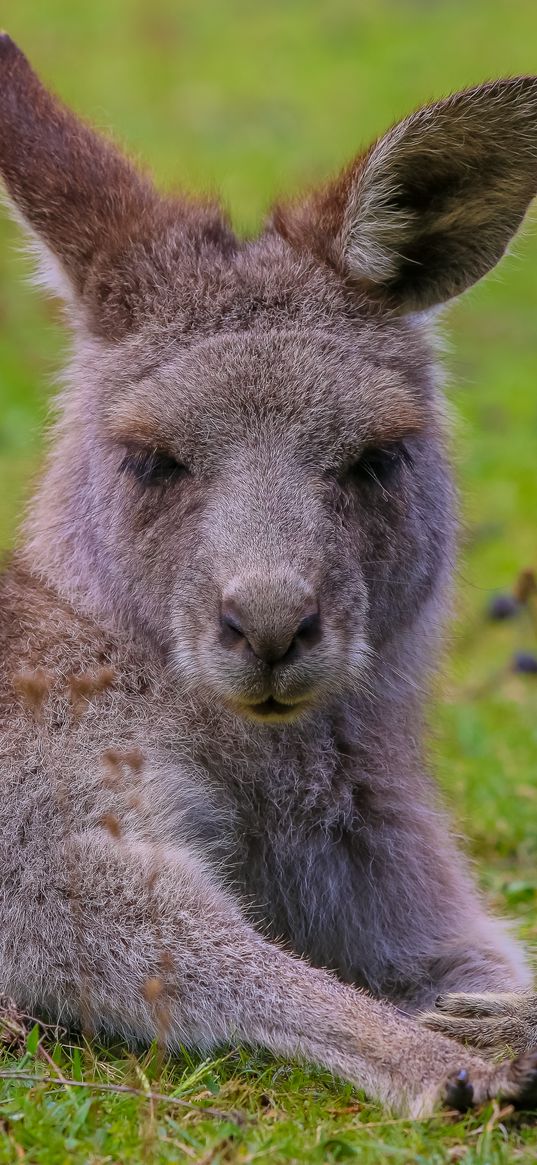 kangaroo, lies, fur, cute