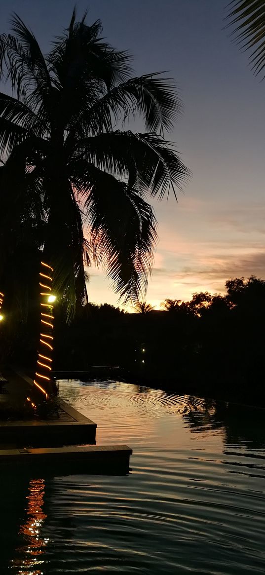 palms, pool, sunrise, tropics, dawn