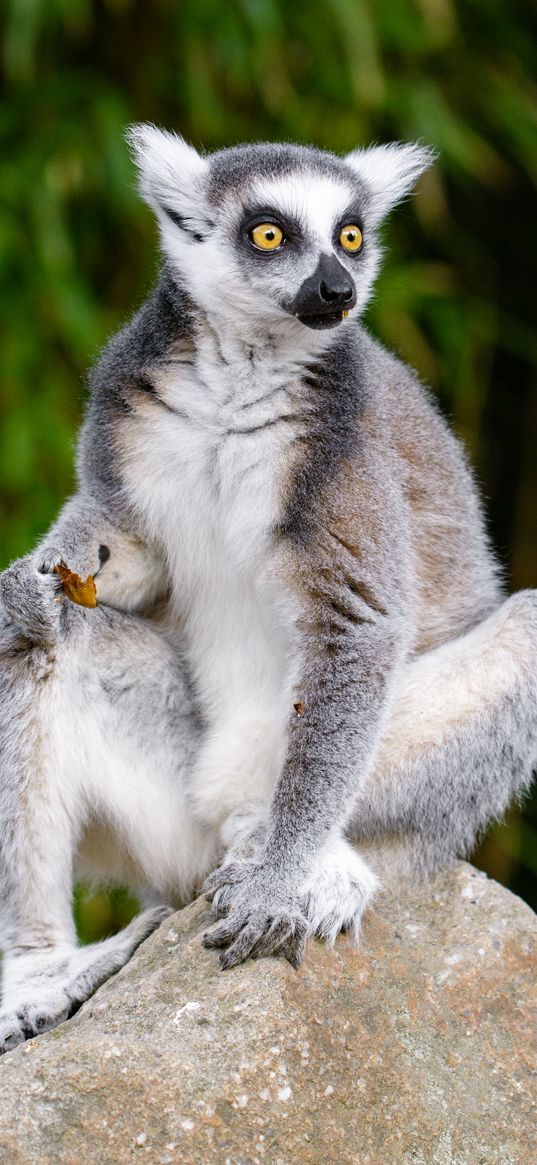 lemur, sitting, eating, wildlife