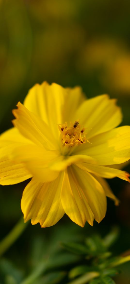 cosmos, yellow, flower, blur