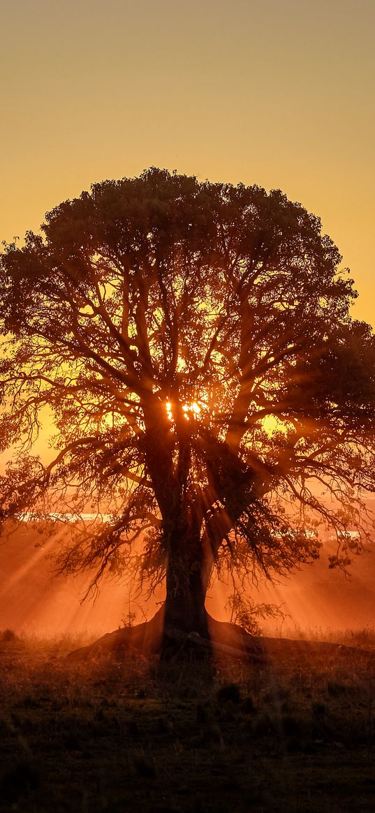 tree, sunlight, rays, sunset