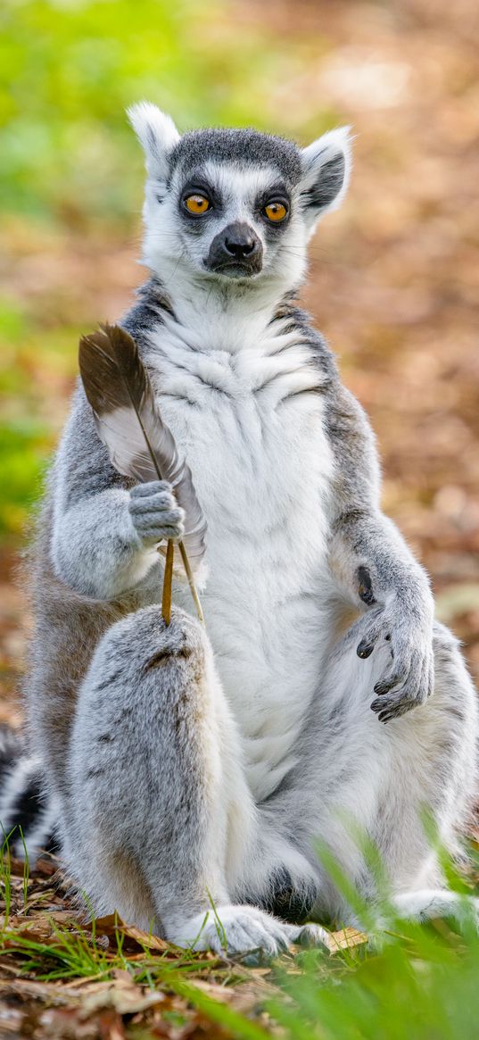 lemur, sitting, feather, wildlife, funny, cute