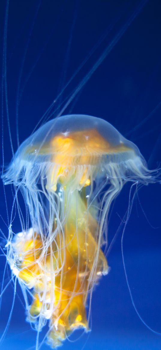 jellyfish, tentacles, underwater world, ocean, aquarium