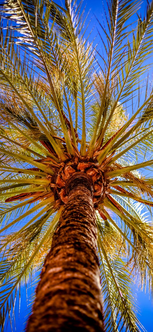 palm tree, branch, view from below, tropics, sky