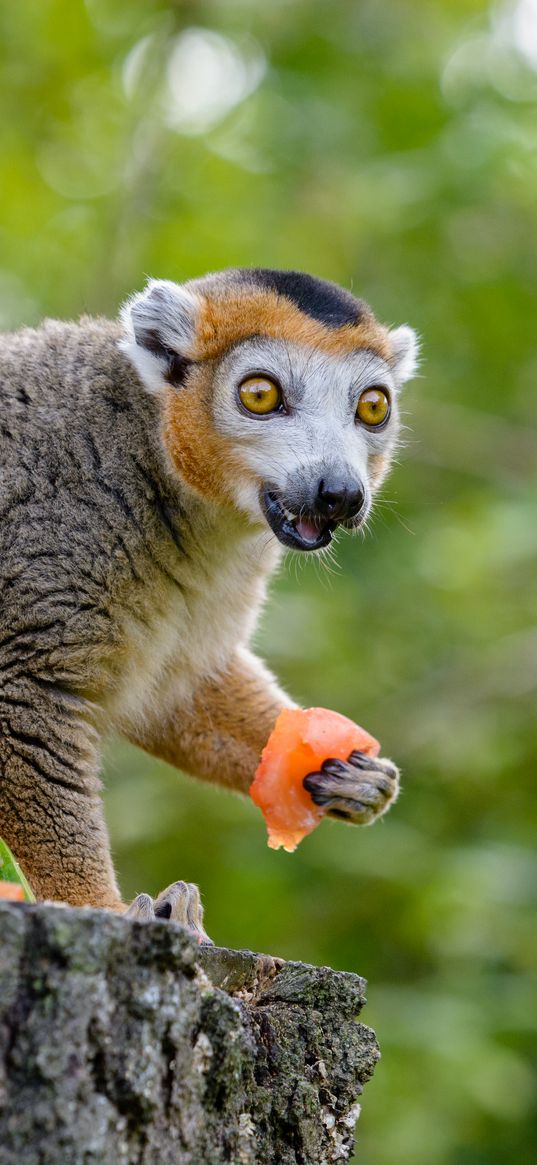 lemur, eat, emotions, wonderment