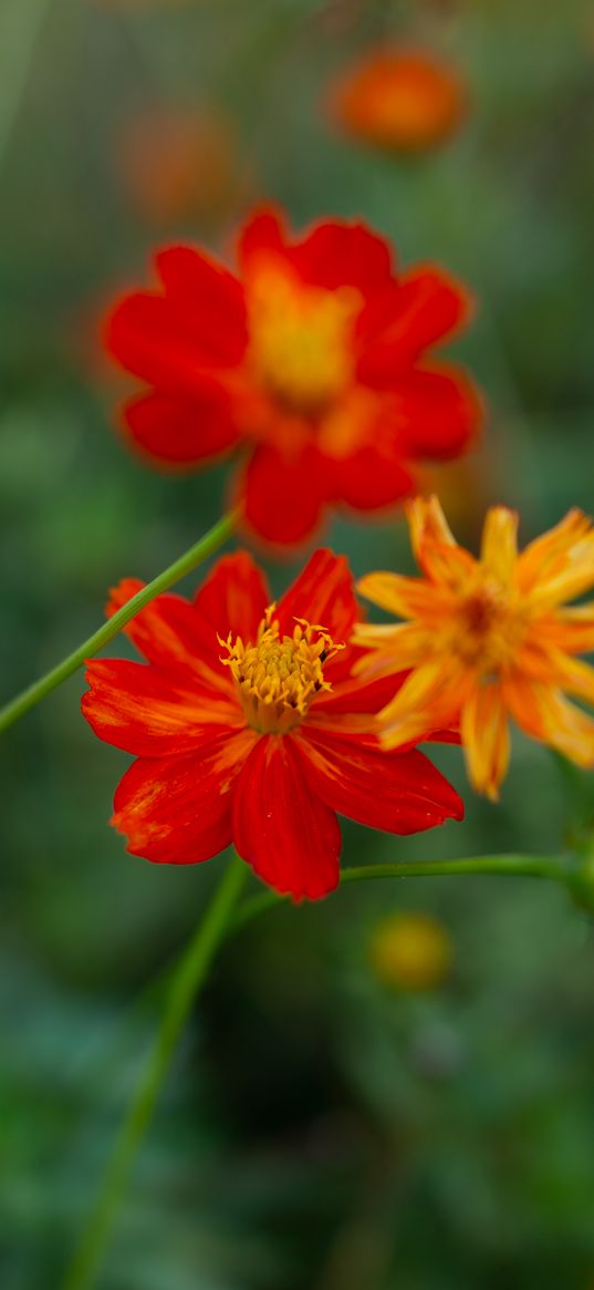 cosmos, flowers, wild flowers, blur, blossom