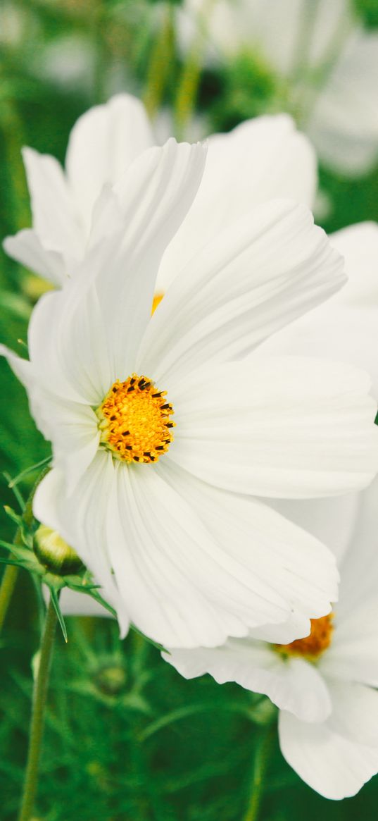 cosmos, flower, white, field, blur