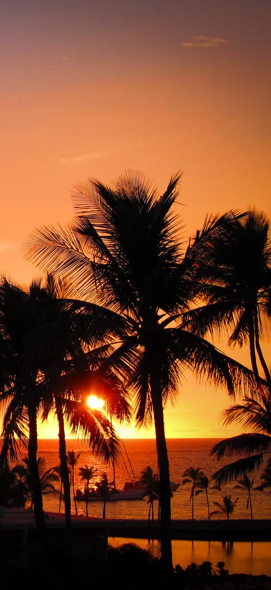 palms, sunset, hawaii, tropics, ocean, horizon