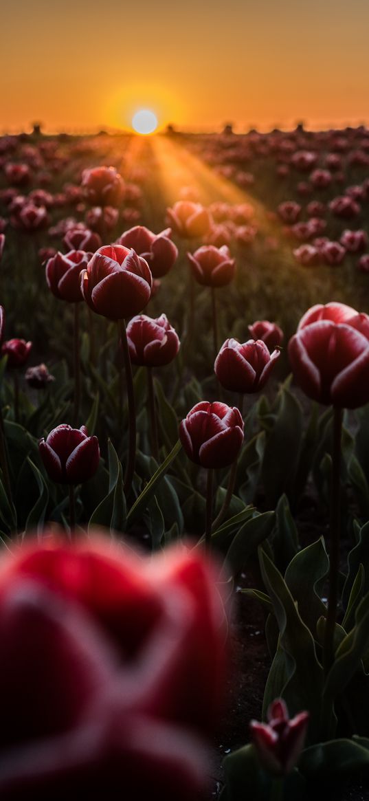 tulips, horizon, sunlight, field