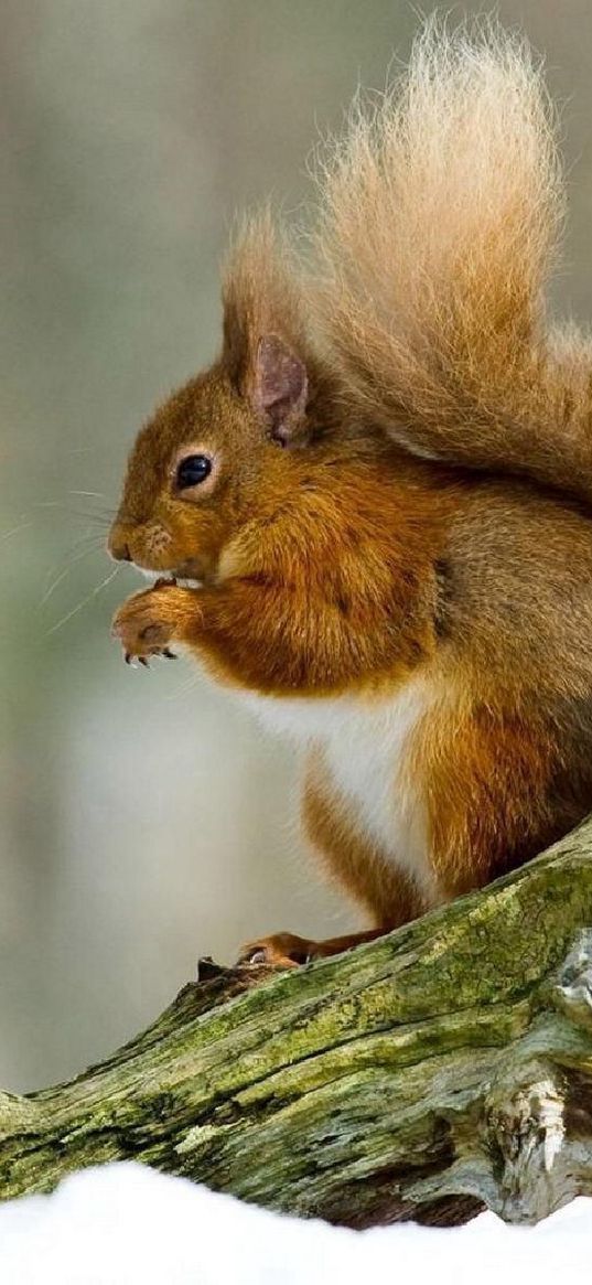 winter, red hair, squirrel, thread, snow