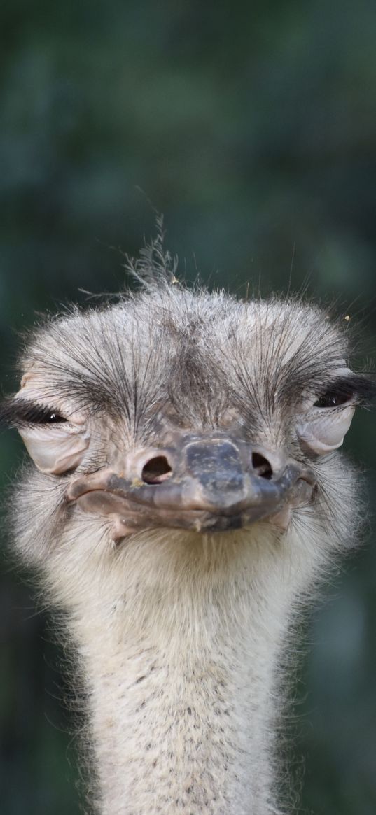 ostrich, bird, beak, funny, squint