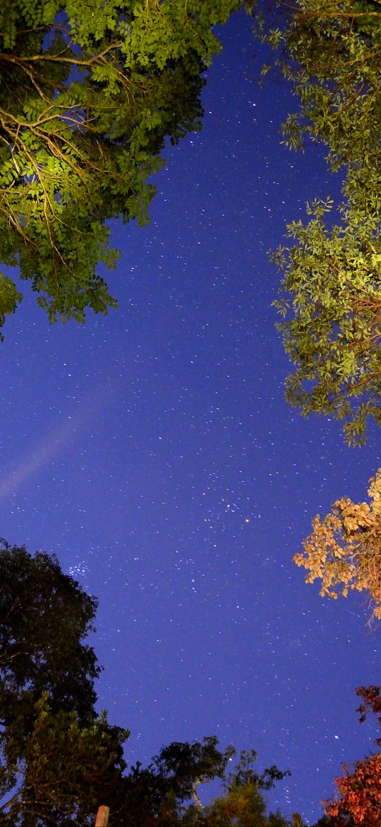 starry sky, trees, view from below, night