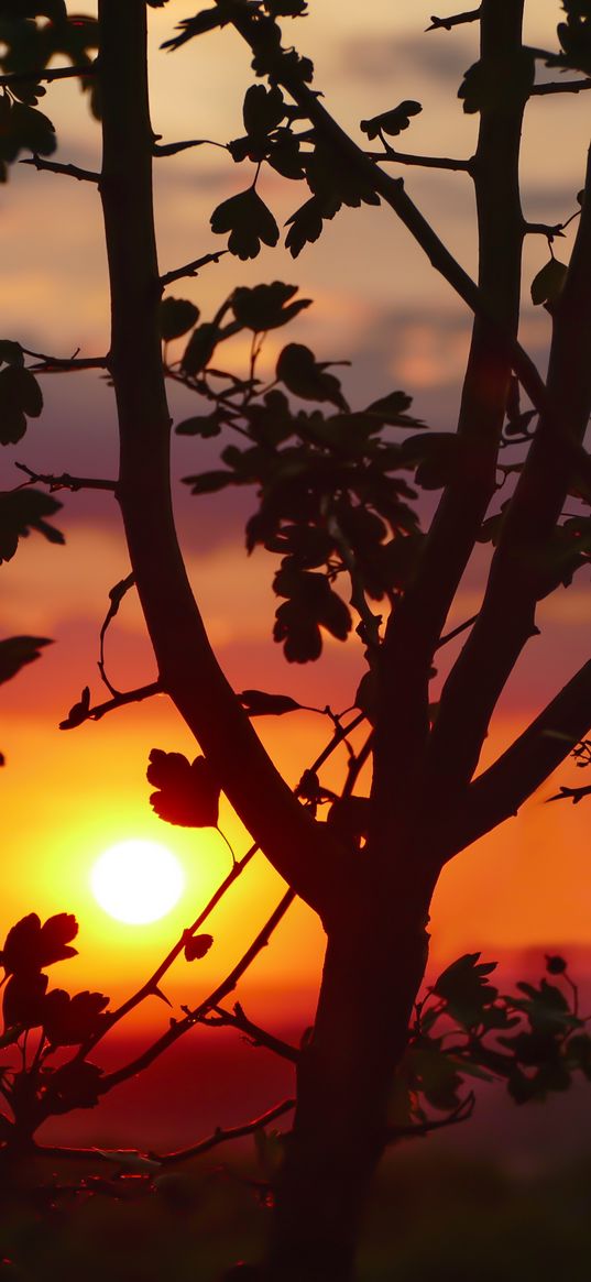 twigs, sunset, tree, blur