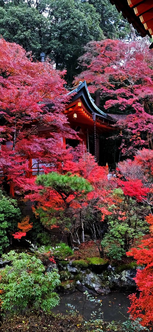 temple, autumn, japan, kyoto