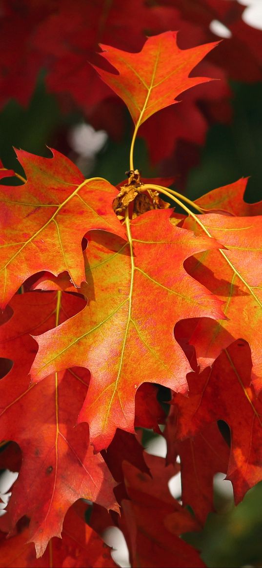 leaves, autumn, red, october