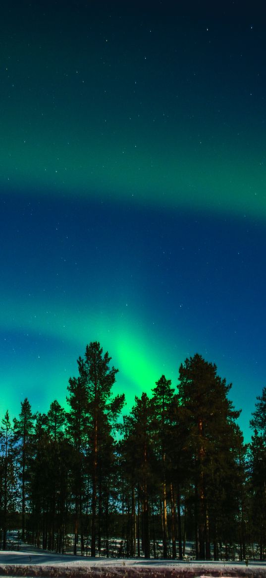 northern lights, aurora, trees, light phenomenon, lapland