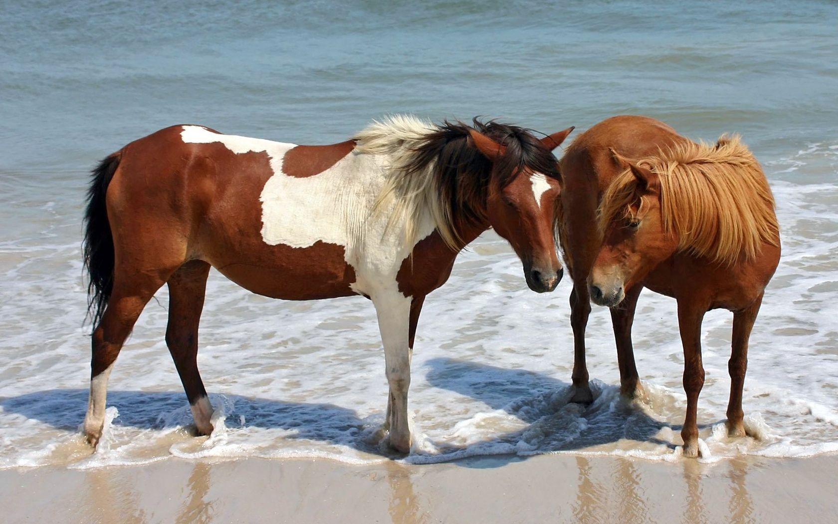 steam, water, horse, brown, spotted