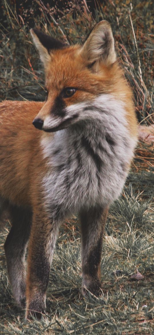 fox, predator, cub, grass, wildlife