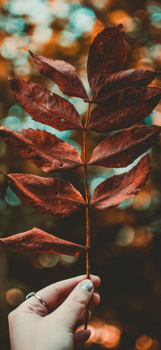 sheet, hand, autumn, blur, branch, dry