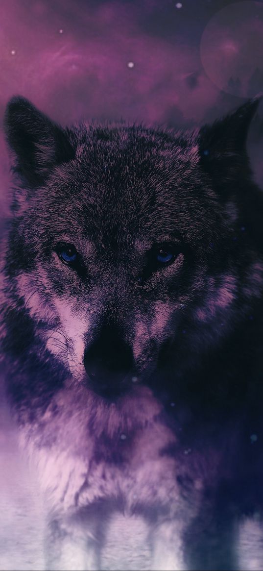 wolf, predator, wildlife, photoshop, sight