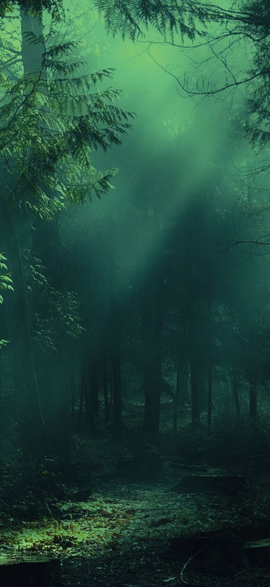 forest, fog, trees, shadows, light