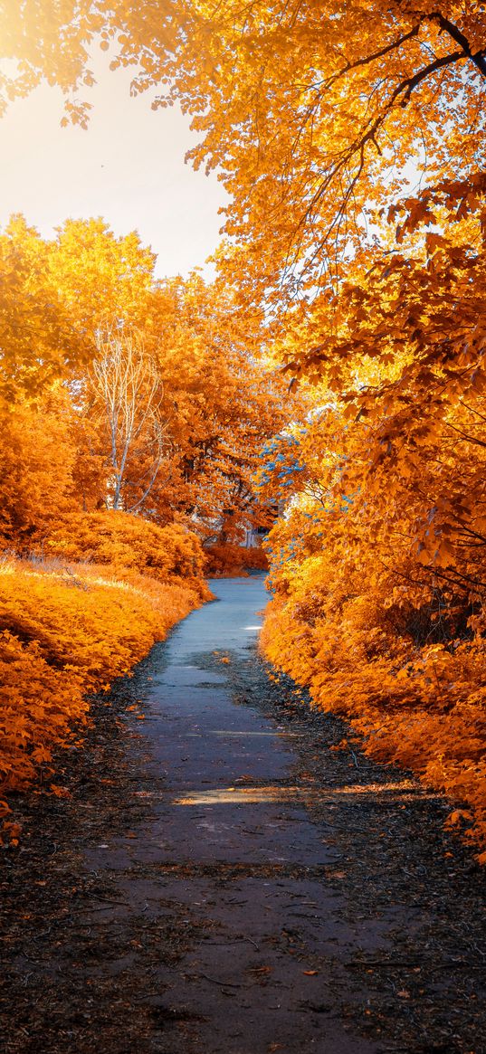 autumn, path, park, foliage