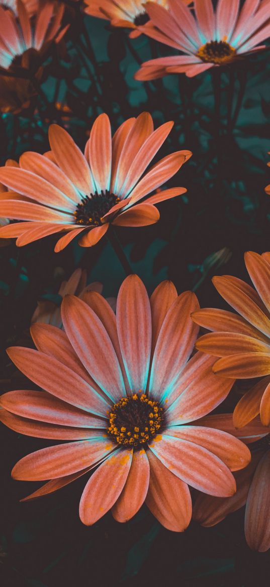 osteospermum, african daisy, flowering, flowerbed