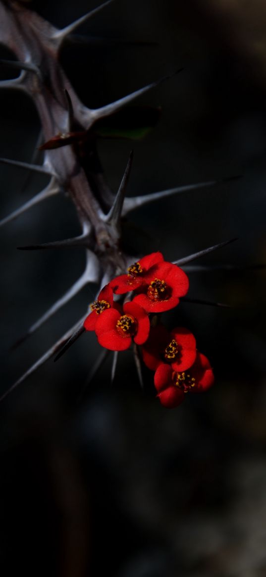 flowers, thorns, needles, red, blur