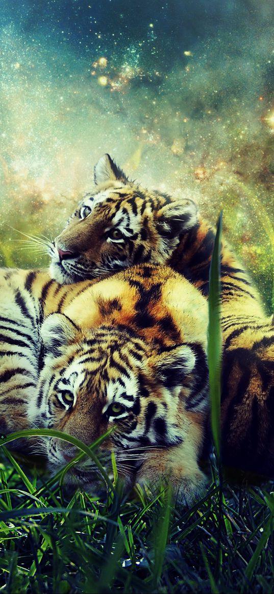 tigers, cubs, photoshop, wildlife