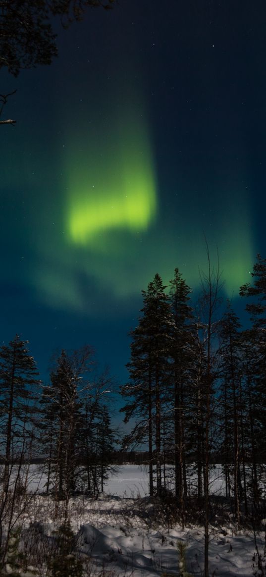 northern lights, aurora, winter, forest, night, trees, sky