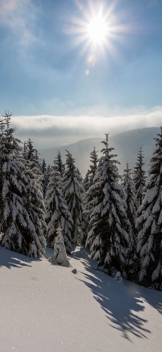 fir-tree, winter, snow, sunlight, rays