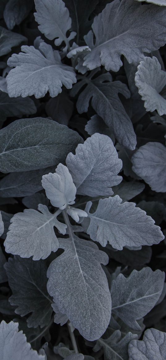 leaves, plant, carved, gray